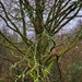 Mossy Tree by mattjcuk