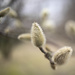Magnolia buds by haskar