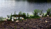 11th Mar 2020 - Gathering of the Ibis ~  ~  