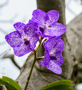 10th Mar 2020 -  Purple Orchid 