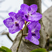  Purple Orchid  by jgpittenger