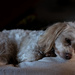 Mitzi the Diva Dog... by vignouse