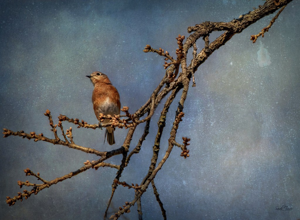 Bluebird  by samae