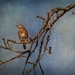 Bluebird  by samae