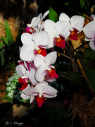 10th Mar 2020 - White and red Orchids