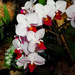 White and red Orchids by larrysphotos