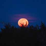 10th Mar 2020 - full moon rising