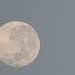 Southern Hemisphere Morning Moon - 7.12am by kgolab