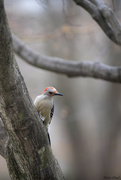 9th Mar 2020 - Red-Bellied Woodpecker