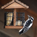 Downy Woodpecker by bjywamer