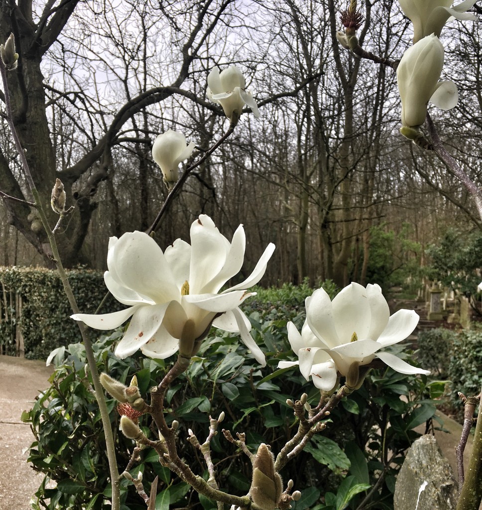 Magnolias by pattyblue