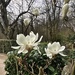 Magnolias by pattyblue