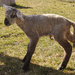 Newborn Lamb by bjywamer