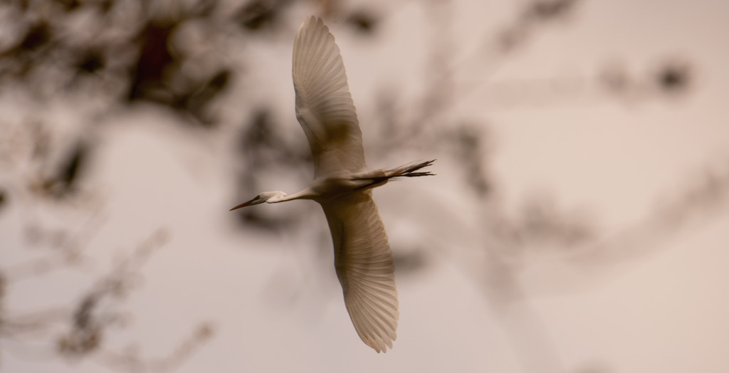 Egret Flying Above the Trees! by rickster549