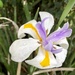 Rainy Iris by loweygrace