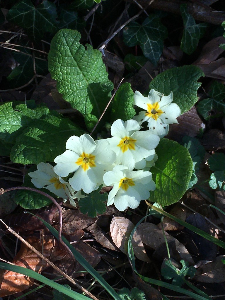 Photo a day Lent Challenge -  15 Spring  -  Nothing says "Spring" to me more than these lovely primroses by 365anne