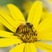 The Bees Like Jerusalem Artichokes Too DSC_0888 by merrelyn