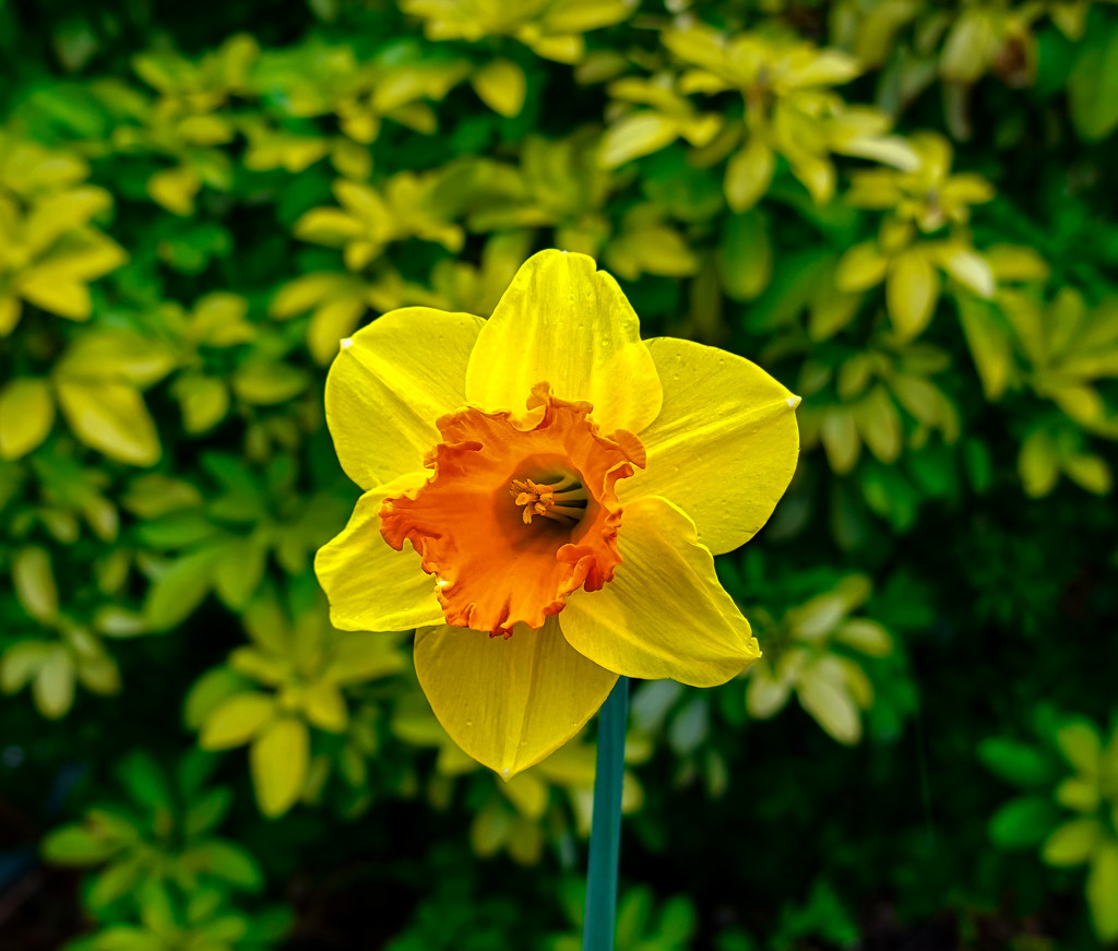Daffodil. by tonygig