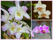 11th Mar 2020 - My Orchids