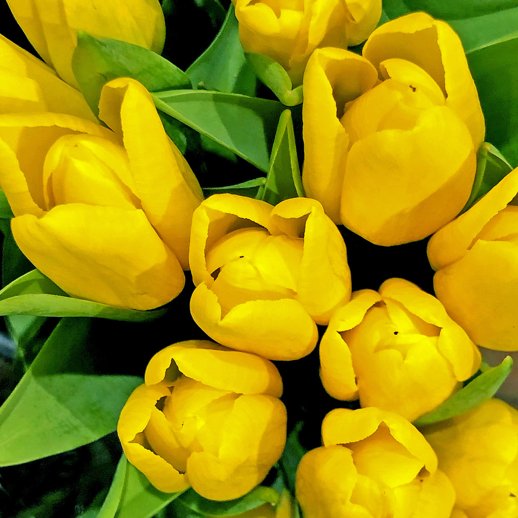 I 💛 Yellow Tulips by yogiw