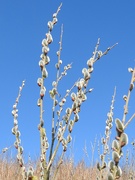 6th Mar 2020 - Pussy Willow