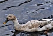 11th Mar 2020 - Can anyone identify this duck for me?