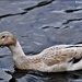 Can anyone identify this duck for me? by rosiekind