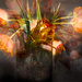 ventosa tulips by pistache