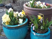 11th Mar 2020 - Yellow 2 in lovely pots