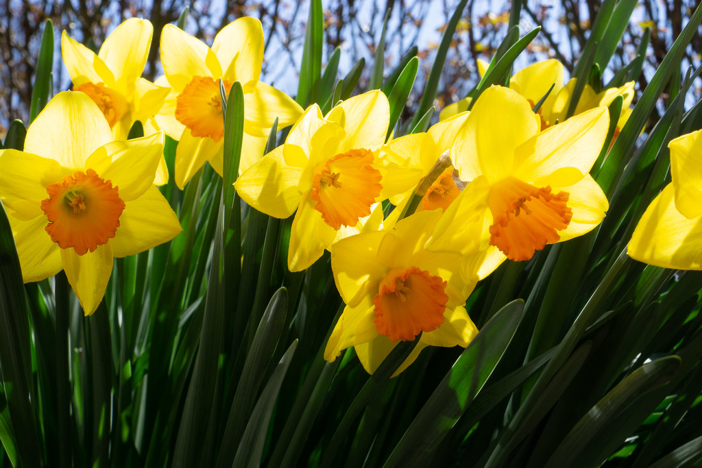 Yellow daffodils by randystreat