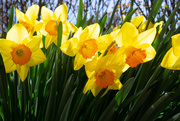 11th Mar 2020 - Yellow daffodils