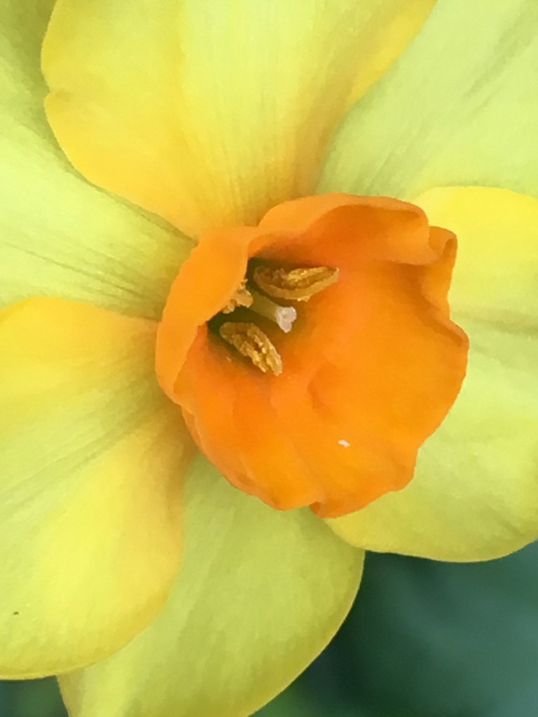 Daffodil Flower by cataylor41
