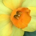 Daffodil Flower by cataylor41