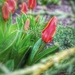 Hello Spring! by panoramic_eyes