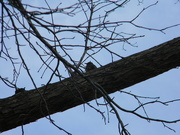 11th Mar 2020 - Robin Sitting on Tree Branch
