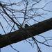 Robin Sitting on Tree Branch by sfeldphotos