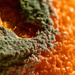 Mouldy Orange theme-depth by yorkshirekiwi