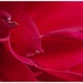 rose by lastrami_