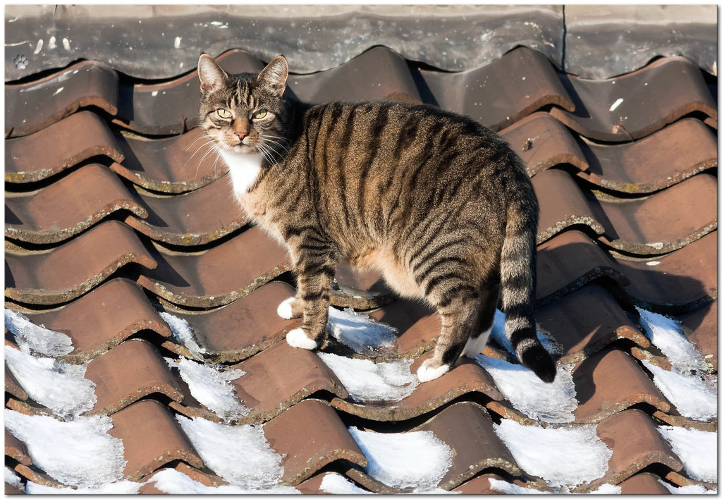 cat on the roof (Pollux) by lastrami_