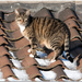 cat on the roof (Pollux) by lastrami_