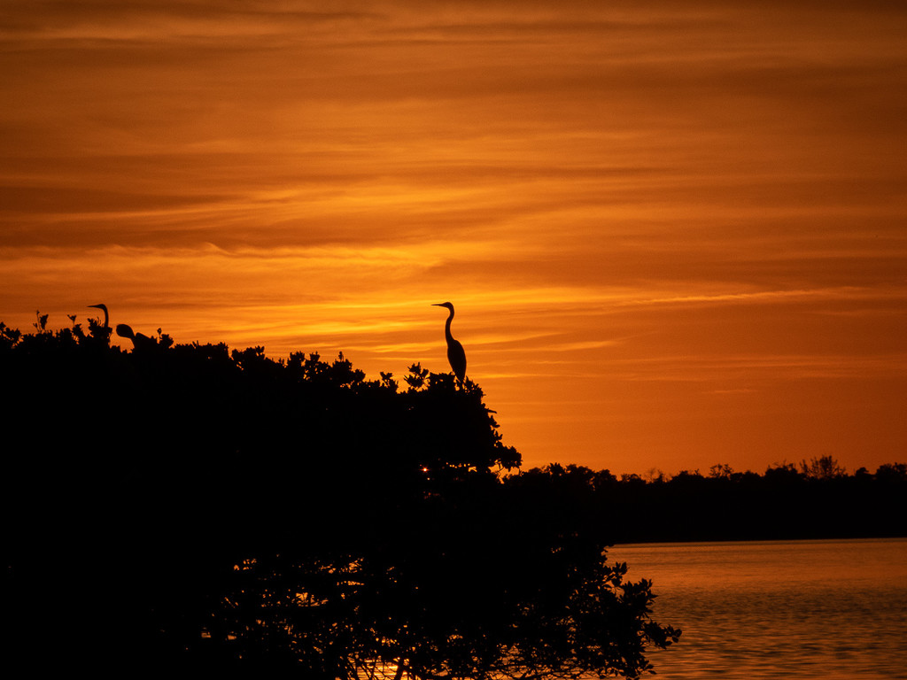 Blue Heron at Sunset  by radiogirl