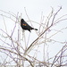 Mr. Blackbird by stephomy