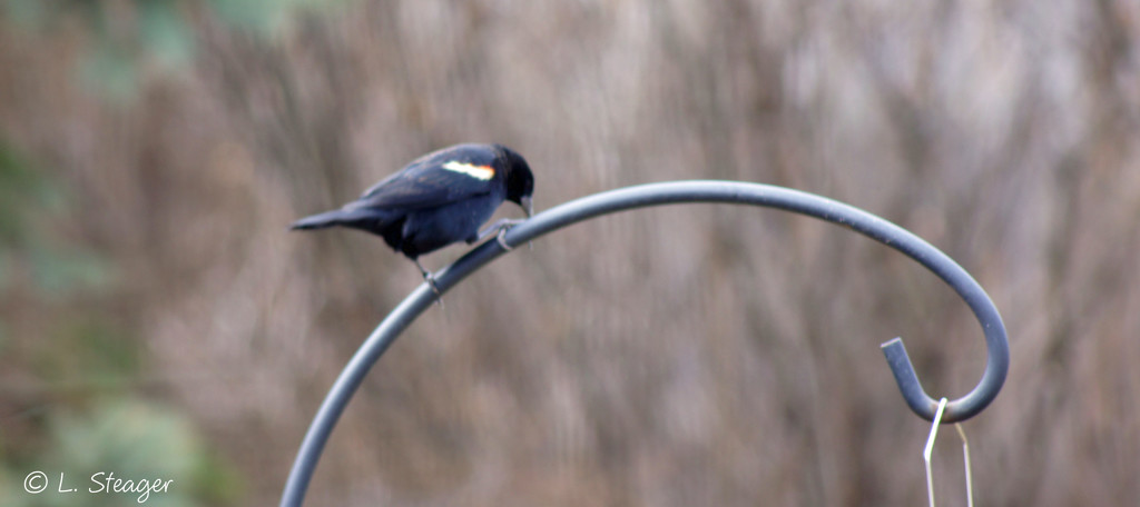Red-wing blackbird by larrysphotos