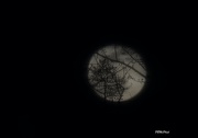 10th Mar 2020 - Full Moon 