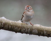 27th Feb 2020 - Field Sparrow