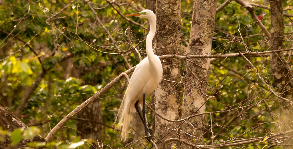 Egret Out Gathering Limbs! by rickster549