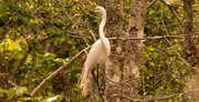 11th Mar 2020 - Egret Out Gathering Limbs!