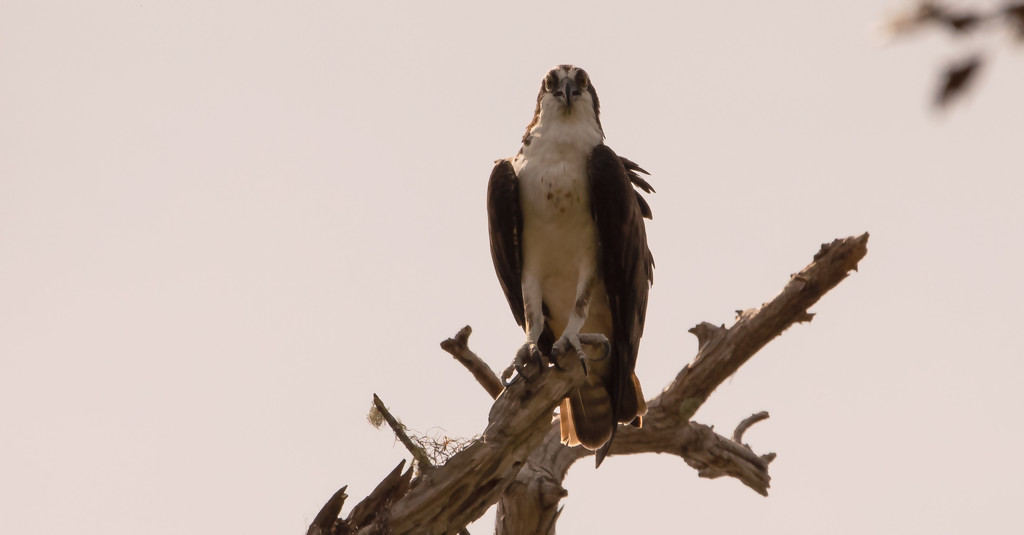 Osprey Waiting for it's Mate! by rickster549