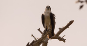 11th Mar 2020 - Osprey Waiting for it's Mate!