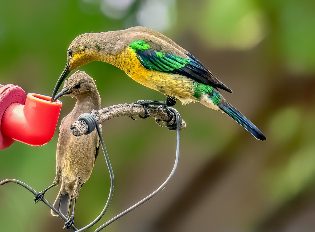 Mr and Mrs.Malachite Sunbird by ludwigsdiana